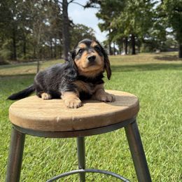 Louie - Black and tan male Dachshund puppy in Bald Knob, Arkansas from Victoria’s Dachshunds