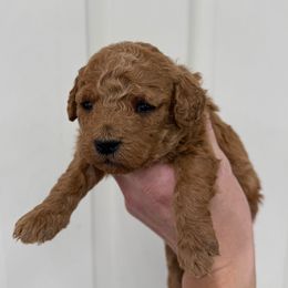 Holly - Red  female Goldendoodle puppy in Stevens, Pennsylvania from Pebble Paws Lane