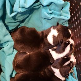 Pembroke Welsh Corgi Puppies from The Clever Corgi