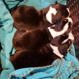 Pembroke Welsh Corgi Puppies from The Clever Corgi