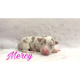 Mercy - Merle female Chihuahua puppy in Patchogue, New York from Cloudshadow Kennels