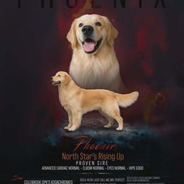 Golden Retriever Puppies from Goldens of Northern Virginia