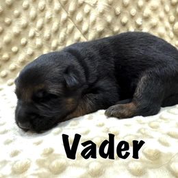 Vader - Black and red male German Shepherd puppy in Graham, Washington from Wildeflecken Shepherds