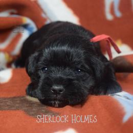 Sherlock Holmes - Black male Miniature Schnauzer puppy in Sedalia, Missouri from Farmer Brown's Puppies