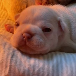 French Bulldog Puppies from Langiappe Frenchies