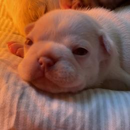 French Bulldog Puppies from Langiappe Frenchies