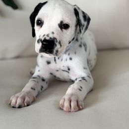 Light Blue Collar Male - White and black male Dalmatian puppy in Hawkins, Texas from Snow Dalmatians