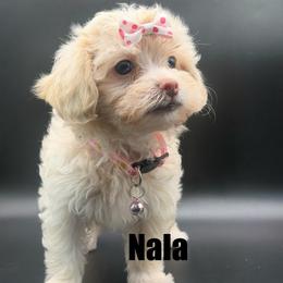 Nala - Cream female Maltipoo puppy in Georgia/Florida, Florida from Fiesta Pups