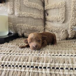 Elsa - Red  female Goldendoodle puppy in Floyd, Virginia from Hearts and Paws Poodles and Doodles