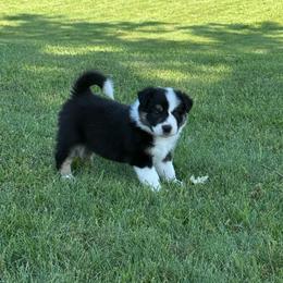 Marshall - Tri-color male Border Collie puppy in Dorr, Michigan from Pineview Farm