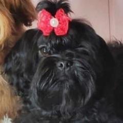 Sjena - Russian Tsvetnaya Bolonka