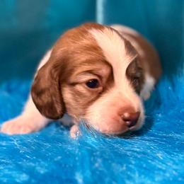 August - Sable male Dachshund puppy in Somerset, Pennsylvania from Rae’s Dapper Dachshunds