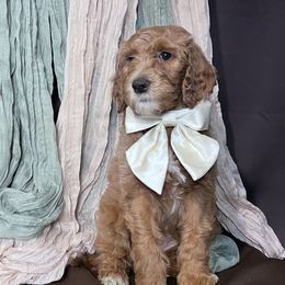 Janis - Goldendoodle puppy from Tar Heel Doods