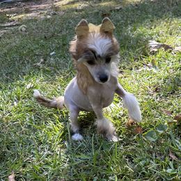 Carol - Sable Chinese Crested puppy in Georgia from Just Cresteds