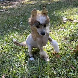 Carol - Sable Chinese Crested puppy in Georgia from Just Cresteds