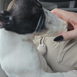 Boston Terrier Puppies from Quinn's Kennels