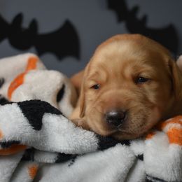 Dilute Retriever Puppies from Wicked Pines Retrievers