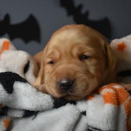 Dilute Retriever Puppies from Wicked Pines Retrievers