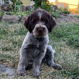 Boone Doggle-Lincoln - Chestnut and gray male Wirehaired Pointing Griffon puppy in Grangeville, Idaho from Happy Hollow Griffons