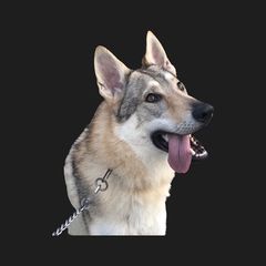 Czechoslovakian Vlcak All Grown Up from Acting K9 Services