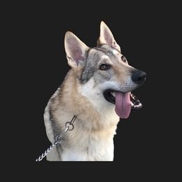 Czechoslovakian Vlcak All Grown Up from Acting K9 Services