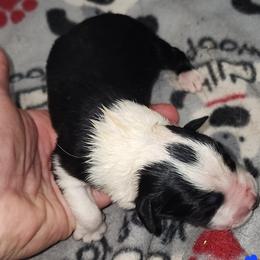 Boy 1 - male English Shepherd puppy in Columbia, Connecticut from Tranquil Morning Farm