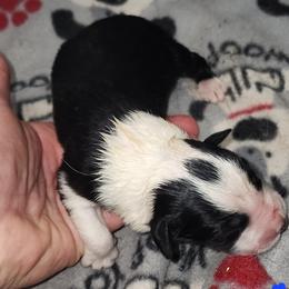 Boy 1 - male English Shepherd puppy in Columbia, Connecticut from Tranquil Morning Farm
