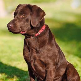 To be determined* - Labrador Retriever