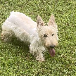 Skye - Scottish Terrier