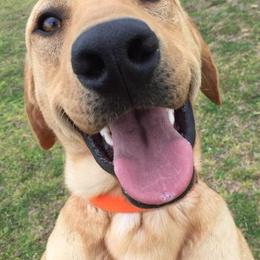 Labrador Retrievers from Middle Ridge Retrievers