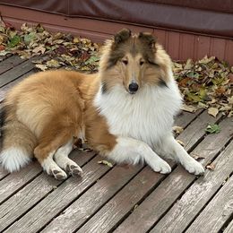 Tivvy - Collie