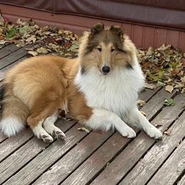 Tivvy - Collie
