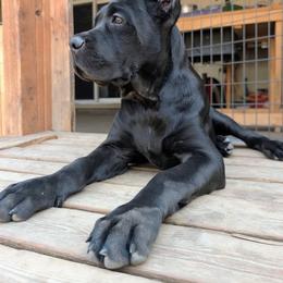 Cane Corso Puppies from Bane's Legacy Cane Corso