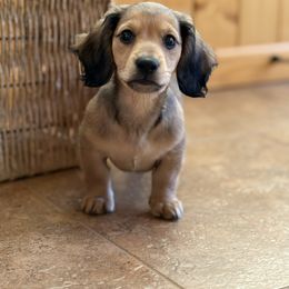 Sable Cream Sweetheart boy - Sable male Dachshund puppy in Prescott, Arizona from Dachshund Family Love Breeders