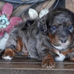 Boy 4 - Blue merle male Aussiedoodle puppy in Lawton, Oklahoma from Lindsey’s Aussies