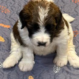 Primrose - Sable female Saint Berdoodle puppy in San Antonio, Texas from Mammoth Doodles