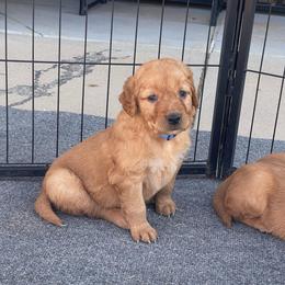 Bella - Dark golden female Golden Retriever puppy in Wellington, Colorado from High Country Golden Retrievers