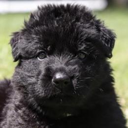 Agamemnon - Black male German Shepherd puppy in Canton, Texas from WILDWOOD GERMAN SHEPHERDS