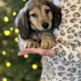 Dachshund Puppies from Rustic Bark Page's Dachshunds