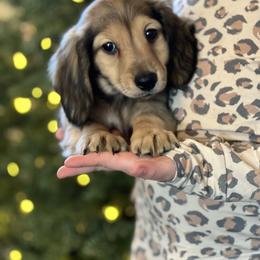 Dachshund Puppies from Rustic Bark Page's Dachshunds