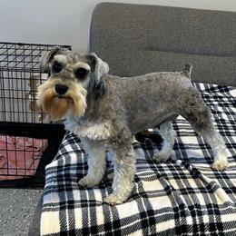 Hazel - Miniature Schnauzer