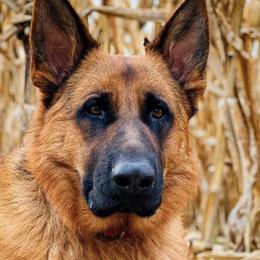 German Shepherds and Golden Retrievers from A&K Elite Kennel’s