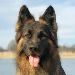 Jack - German Shepherd