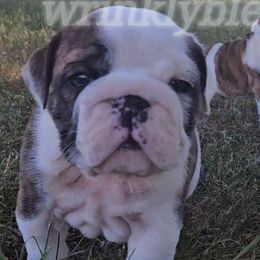 AKC Max - Bulldog puppy from Wrinkly Blessings English Bulldogs