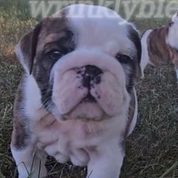 AKC Max - Bulldog puppy from Wrinkly Blessings English Bulldogs