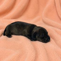 Tori - Brindle female Dachshund puppy in Richmond, Virginia from Paw Prints