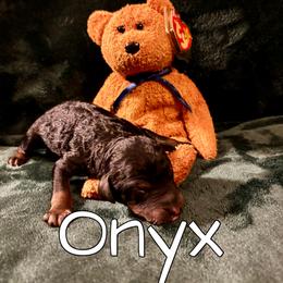 Onyx - Black phantom male Aussiedoodle puppy in Gresham, Oregon from Daisys Doodles