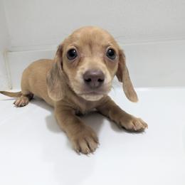 Girl 4 - Red Dachshund puppy in Central Point, Oregon from MRS Long Dog Ranch