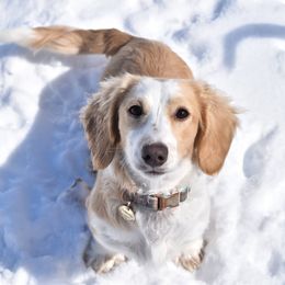 Dachshund puppies from Sunnyside Dachshunds