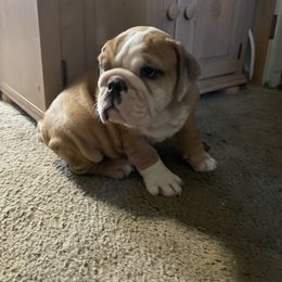 Bulldog Puppies from Tiffany Thelen's Bulldogs